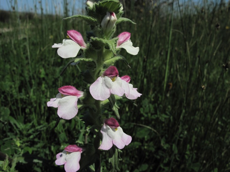 Bartsia trixago
